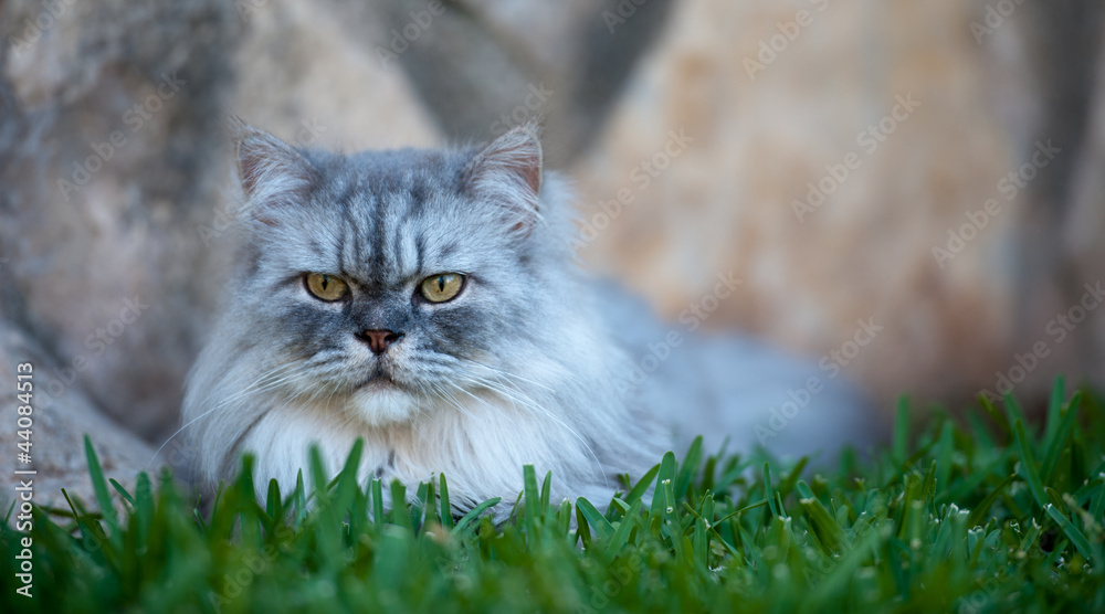 Mirada de gato persa tumbado en jardín