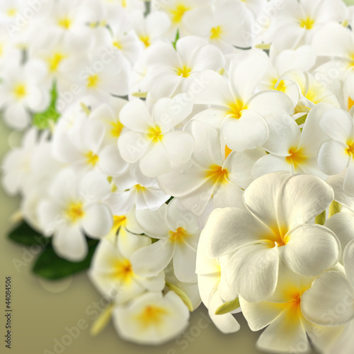 Frangipani Spa Flowers.Plumeria