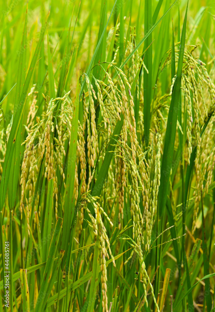 Fototapeta premium Close-up of paddy field