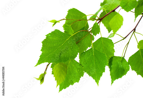 Branch of the green, young birch leaves