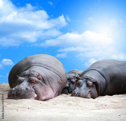 Hippopotamus Family Siesta