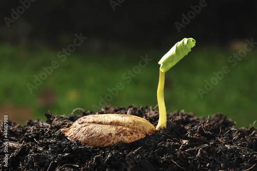 Green sprout growing from seed