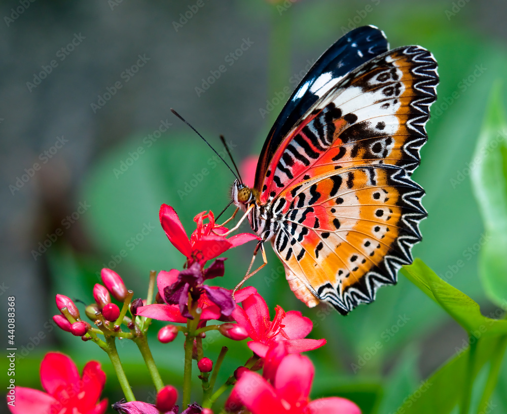 Naklejka premium The Butterfly