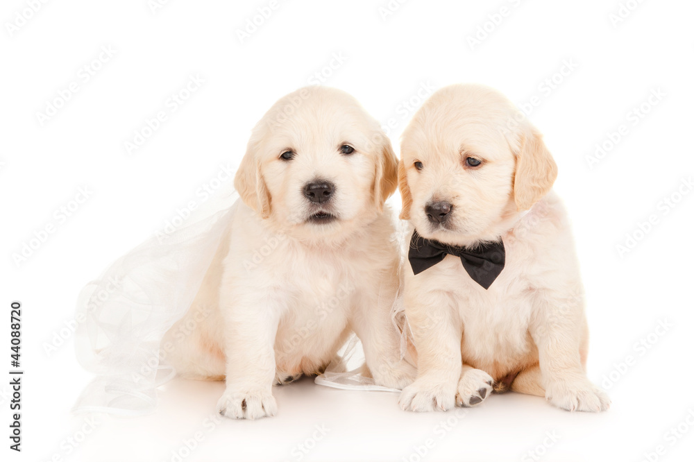 Golden retriever puppies, bride and groom Golden retriever puppies, bride and groom