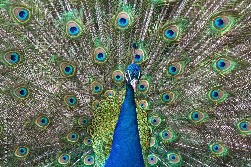 Naklejka premium Peacock bragging with his colorful feathers during mating season