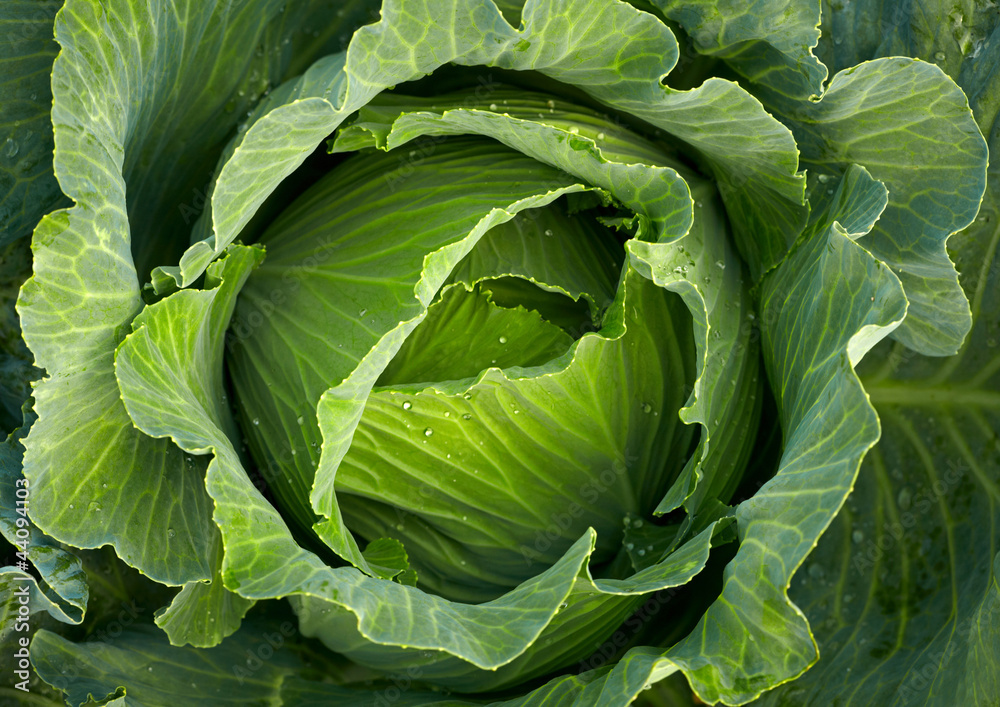 Cabbage head Cabbage head