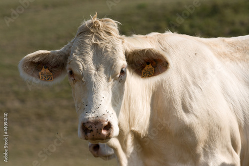 Vaca mirando de frente © arualesteban