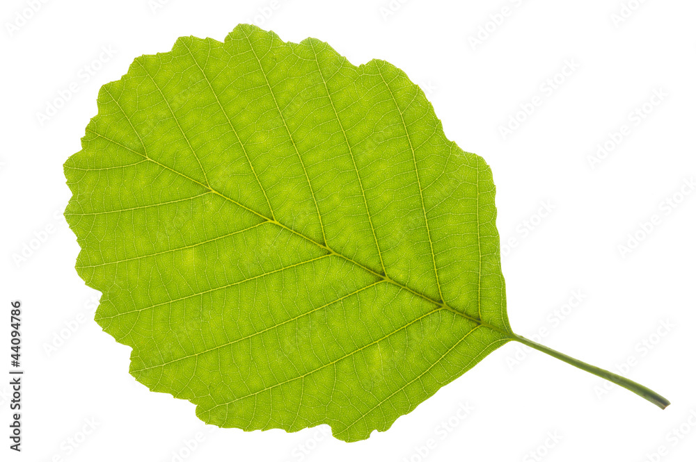 Fototapeta premium alder tree leaf