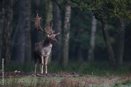 Damwild, Damhirsch, Schaufler,  Brunft, Herbst
