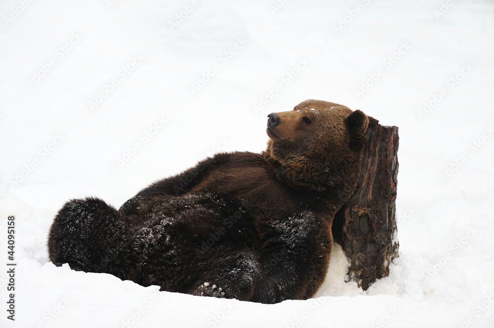 Obraz premium Europaeischer Braunbaer