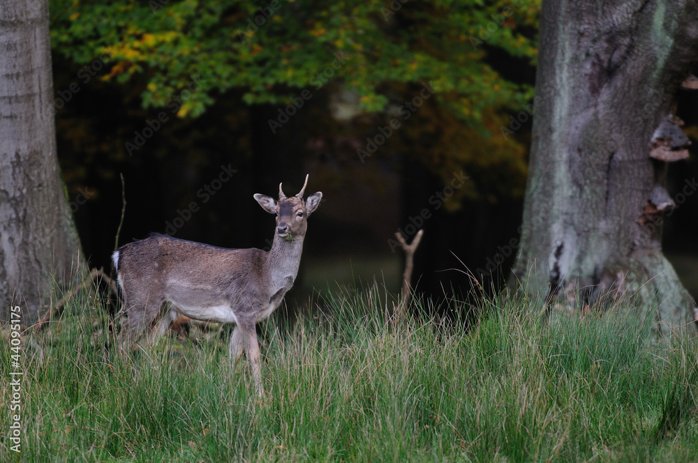 Damwild, Damhirscht, Fallow-deer Damwild, Damhirscht, Fallow-deer