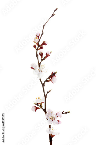 beautiful apricot blossom isolated on white.