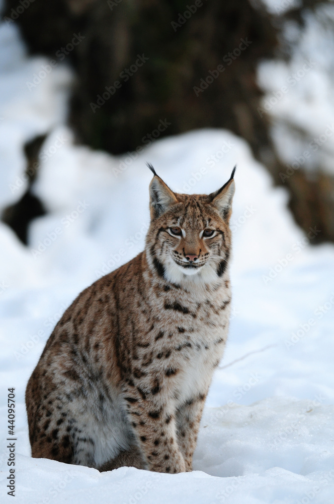 Europaeischer Luchs, Winter Europaeischer Luchs, Winter