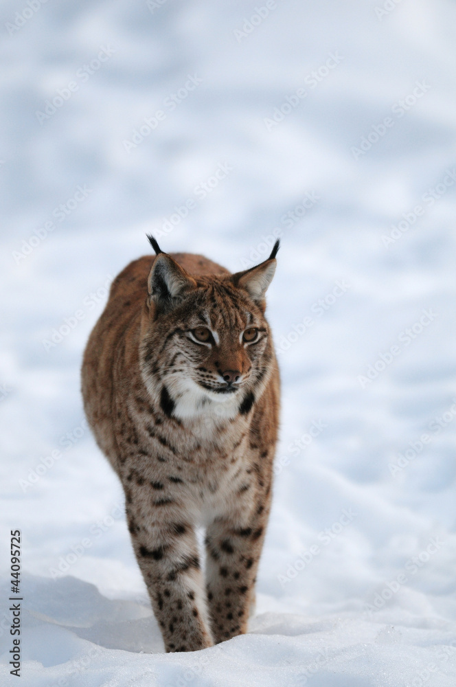Fototapeta premium Europaeischer Luchs, Winter
