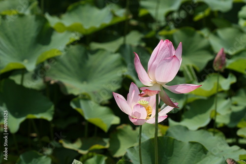 lotus flower