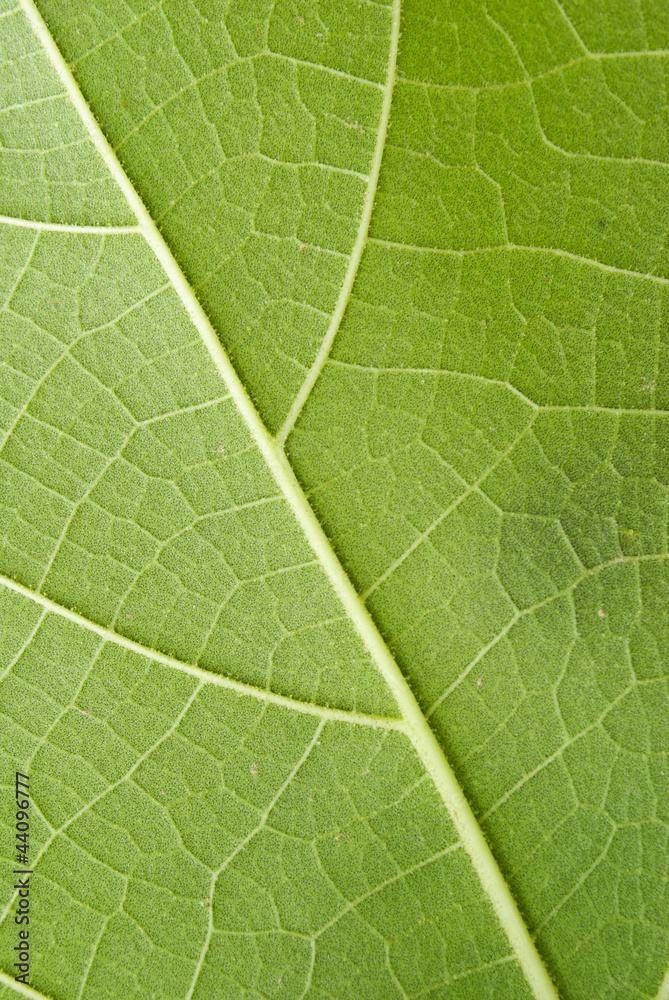 Texture of a green leaf as background Texture of a green leaf as background