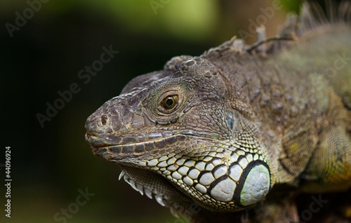 big iguana © Igor Dmitriev