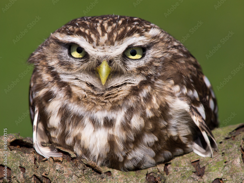 Obraz premium Steinkauz - Athene noctua