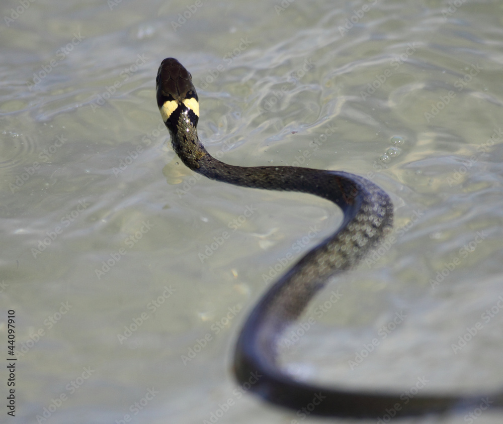 Fototapeta premium Ringelnatter im Wasser