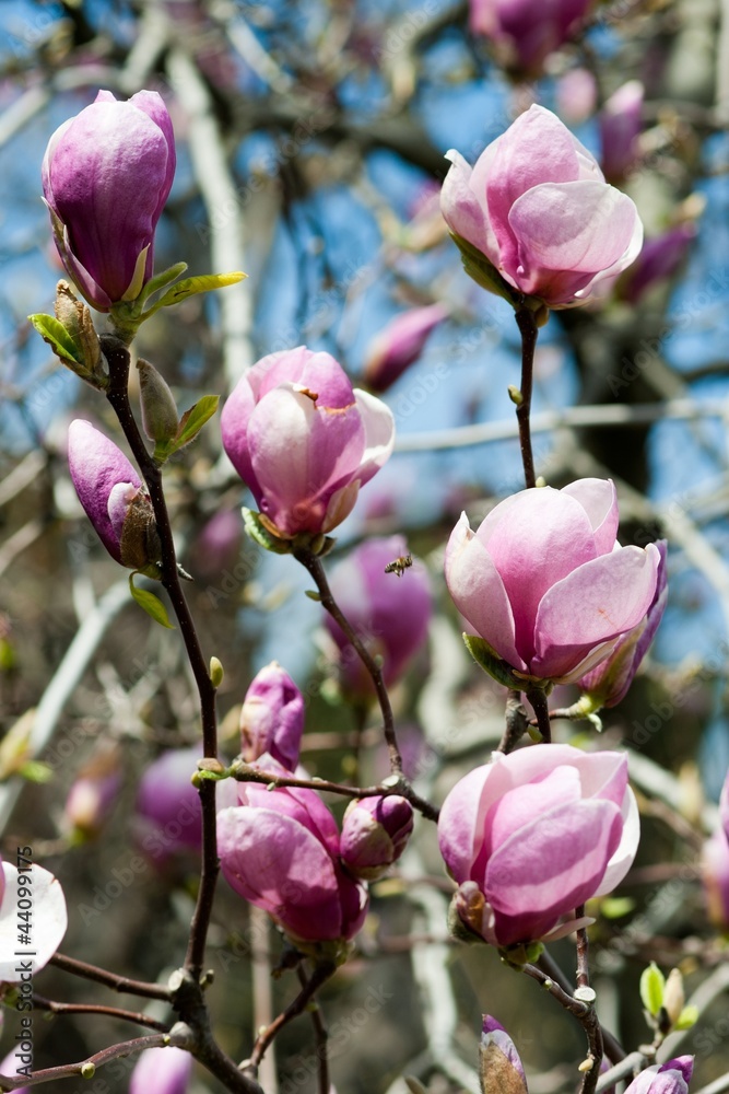 blooming magnolia tree in april blooming magnolia tree in april