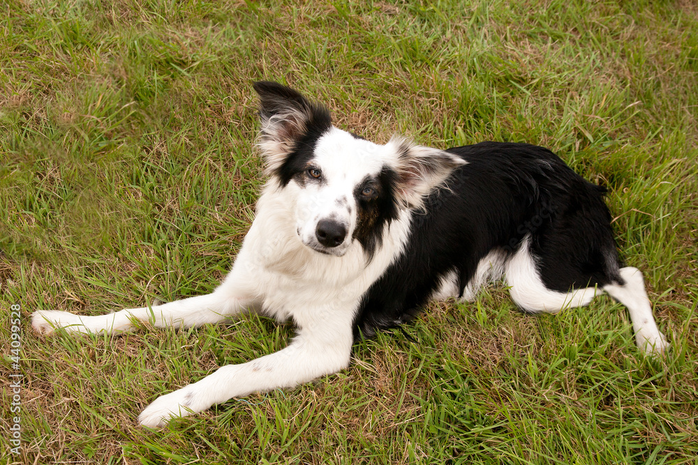 Fototapeta premium Black & White pet dog