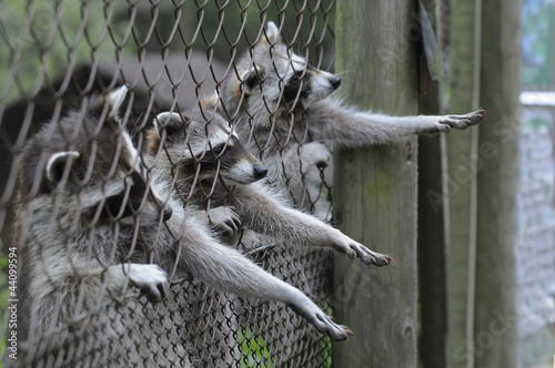 Waschbär photo