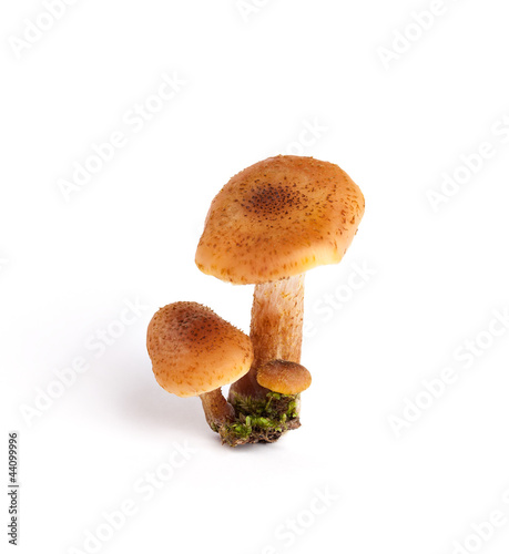 Armillaria (Kuehneromyces mutabilis)