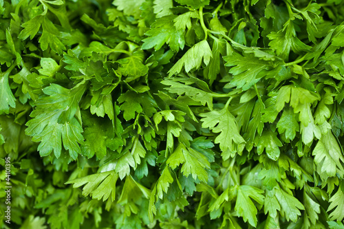 Close up shot of fresh parsley leafs