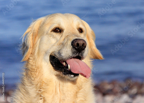 healthy golden retreiver dog by the sea