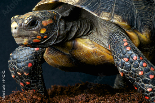 Photography Red-footed tortoise / Chelonoidis carbonaria