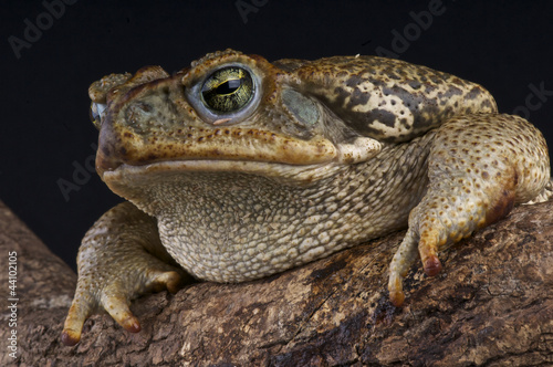 Giant toad / Bufo paraguayensis