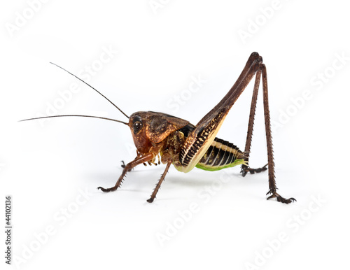Giant Grasshopper © darkfreya