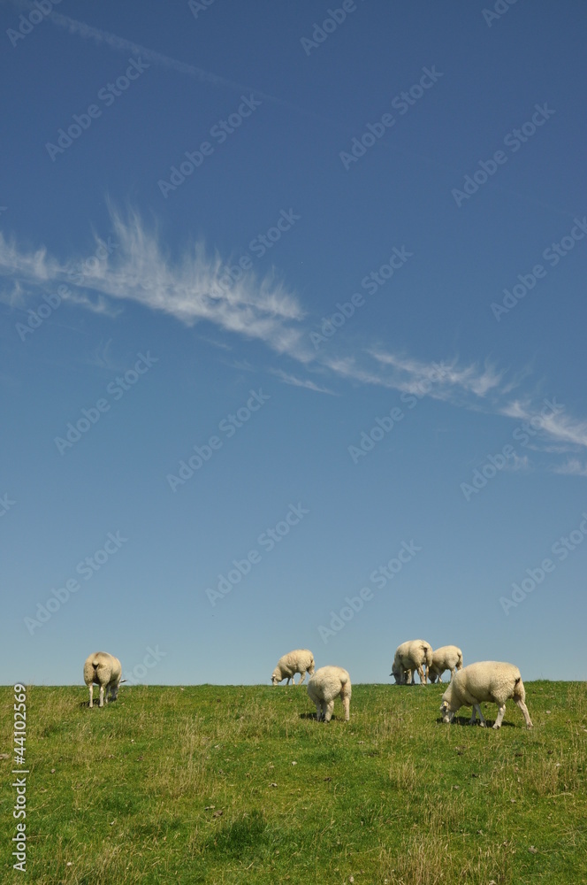 Obraz premium Schafe auf einem Deich