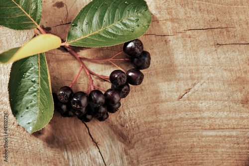 Принти на полотні brunches of ash-berry over wooden background, autumn