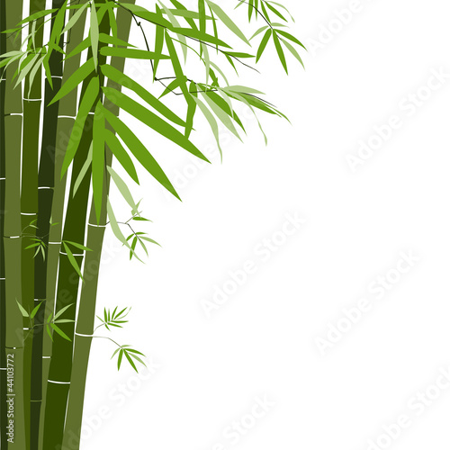 Bamboo,vector illustration