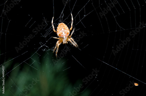 garden cross spider at night, center of net