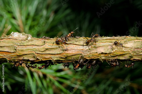 red wood ants protecting their aphids on fir branch