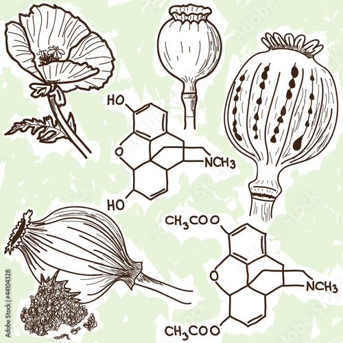 Illustration of narcotics - poppy and opium