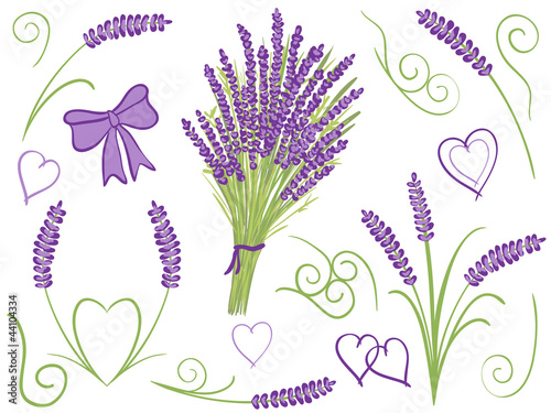Illustration of lavender design elements