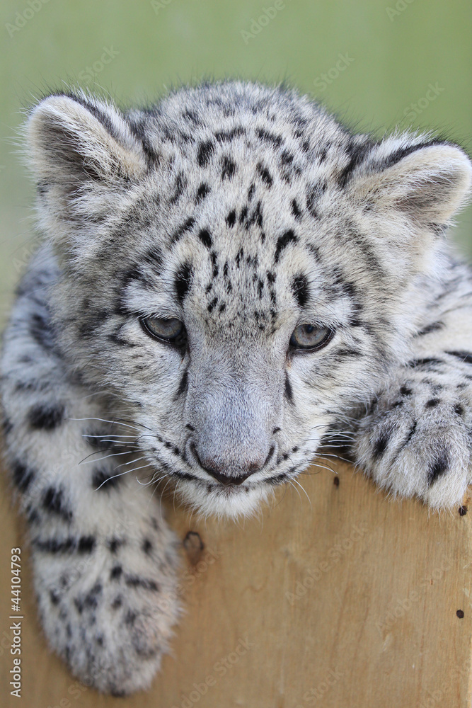 Obraz premium Young Snow leopard, Irbis. 