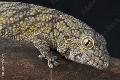 Chameleon gecko / Eurydactylodes vieillardi