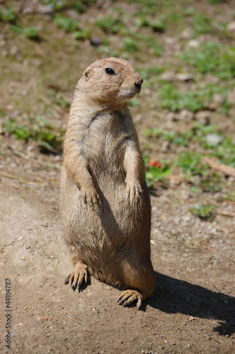 Prairie Dog Sitting Alone