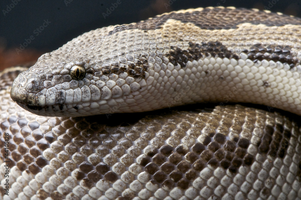 Fototapeta premium Sand Boa / Gongylophis conicus