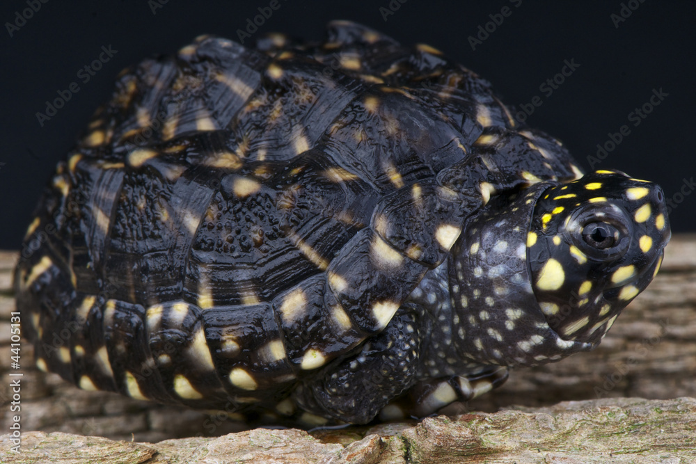 Fototapeta premium Spooted pond turtle / Geoclemys hamiltonii