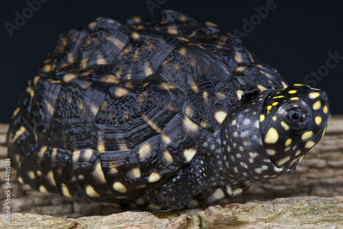 Spooted pond turtle / Geoclemys hamiltonii