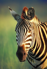 Sierkussen Pistachekleur Portret van een zebra  © JohanSwanepoel