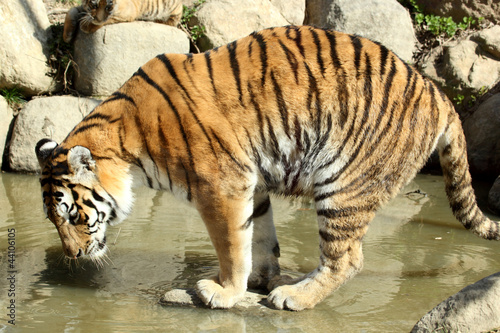 tigre de Sib  rie  Panthera tigris altaica  