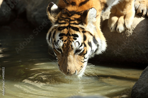 tigre de Sibérie (Panthera tigris altaica)  photo