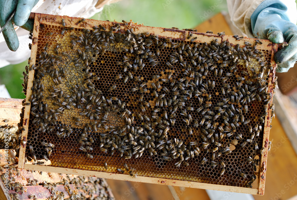 Beekeeper Beekeeper