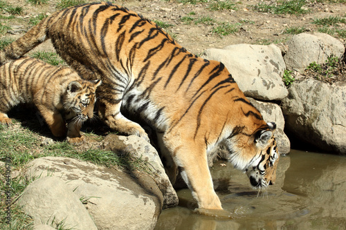 tigre de Sibérie (Panthera tigris altaica)  photo